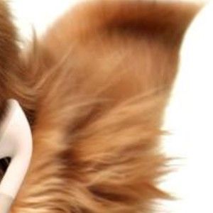 Meet your Posher, Wilson